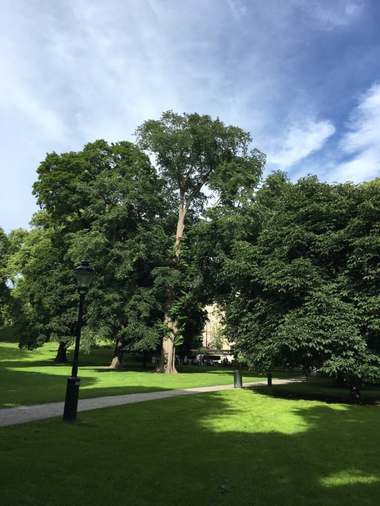 Tree, Stockholm, Sweden, 2016